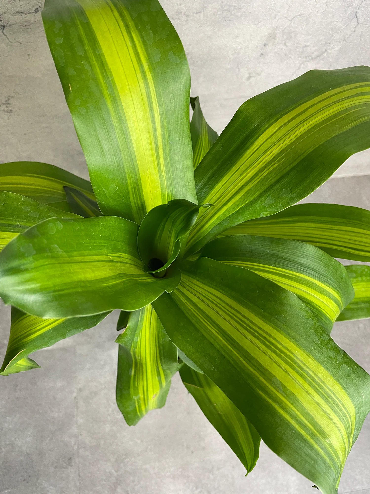 Dracaena Frg. Mas...