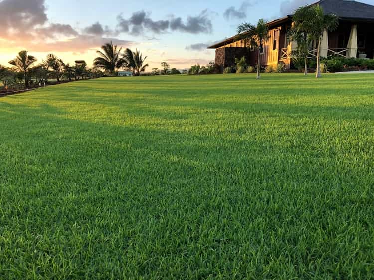 Paspalum Grass (Australian Grass)