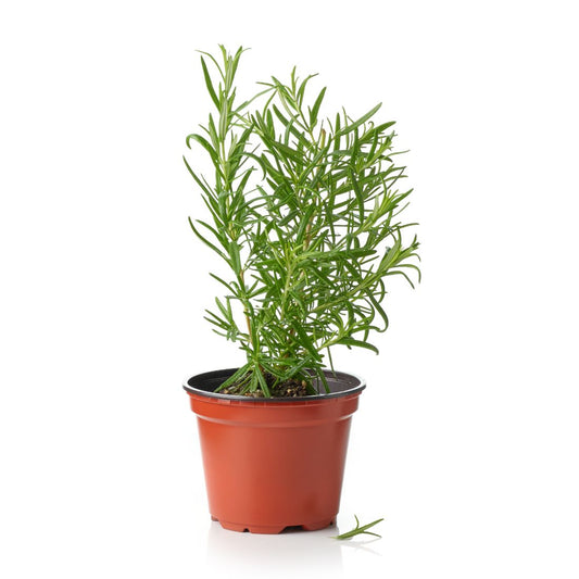 Rosemary