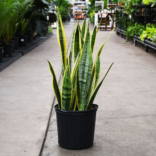 Sansevieria Laurentii (Snake Plant)