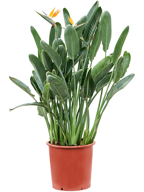 Strelitzia Reginae