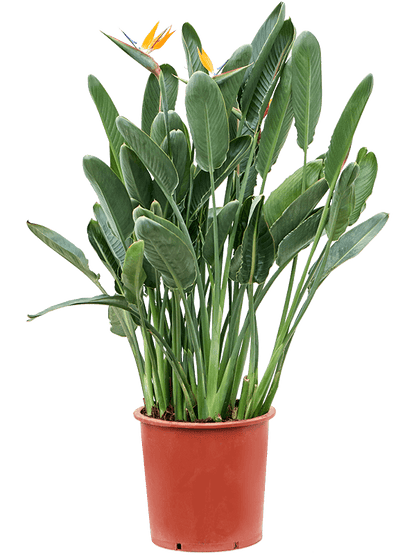 Strelitzia Reginae