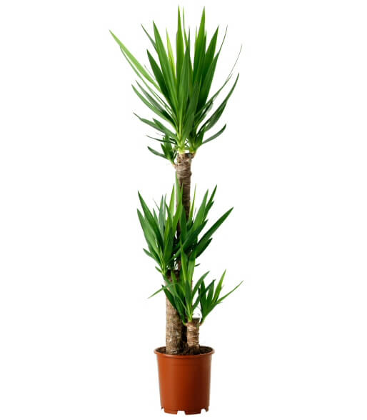 Yucca - Indoor Plant