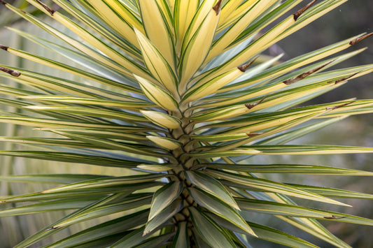 Yucca Variegated